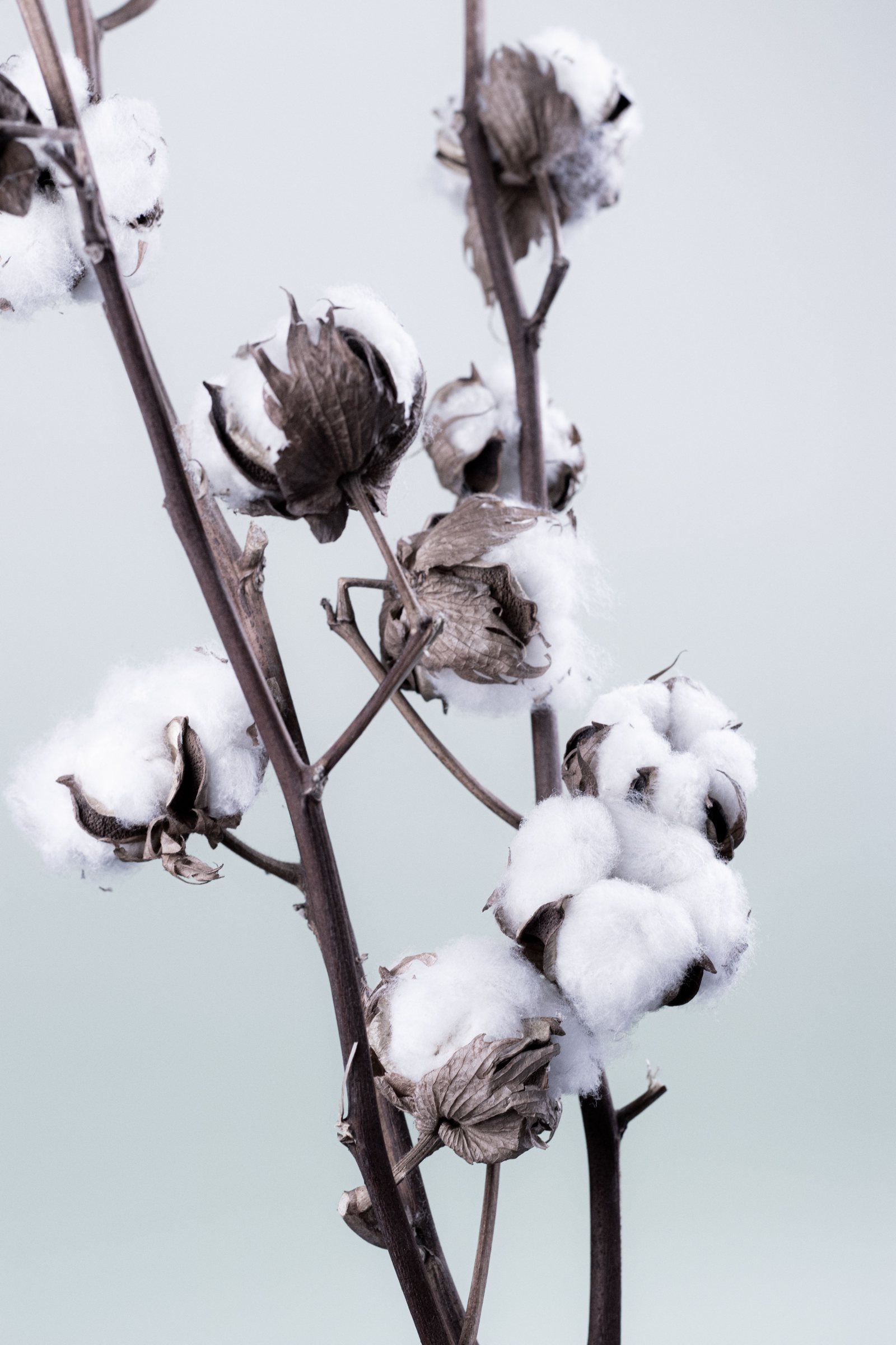 Open cotton bolls on dry branches against a pale grey sky